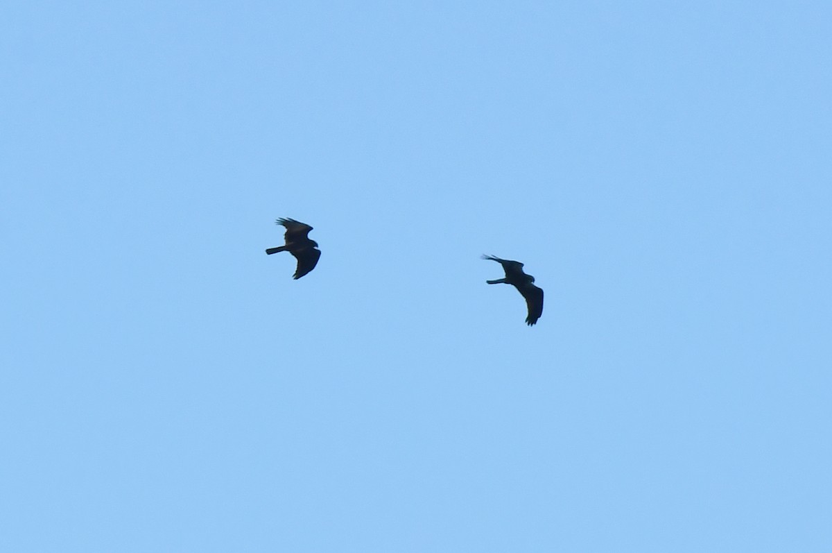 Western Marsh Harrier - ML647905671