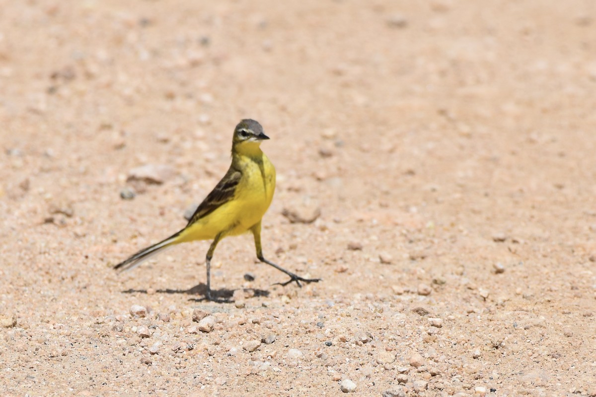 Western Yellow Wagtail - ML647905673