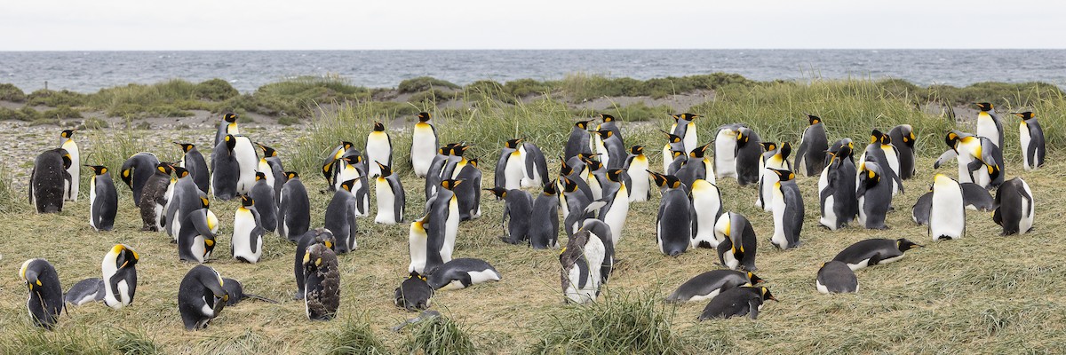 King Penguin - ML647905676