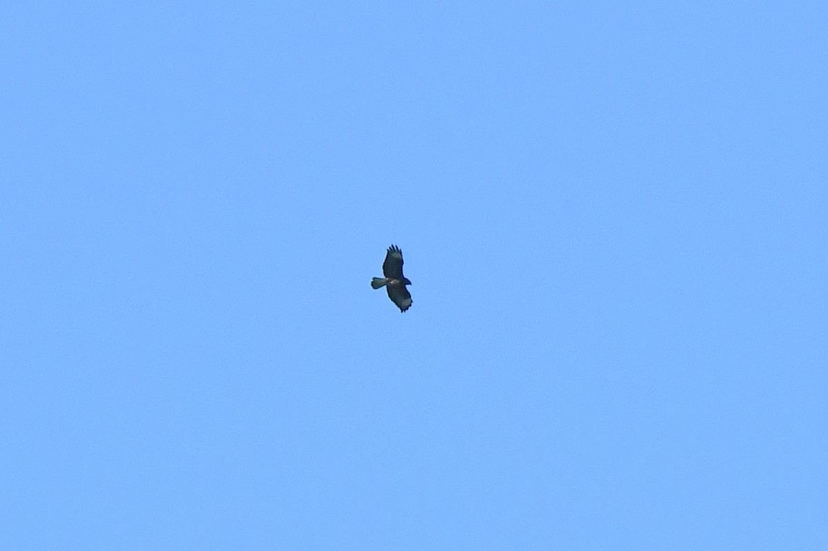 Common Buzzard - ML647905677