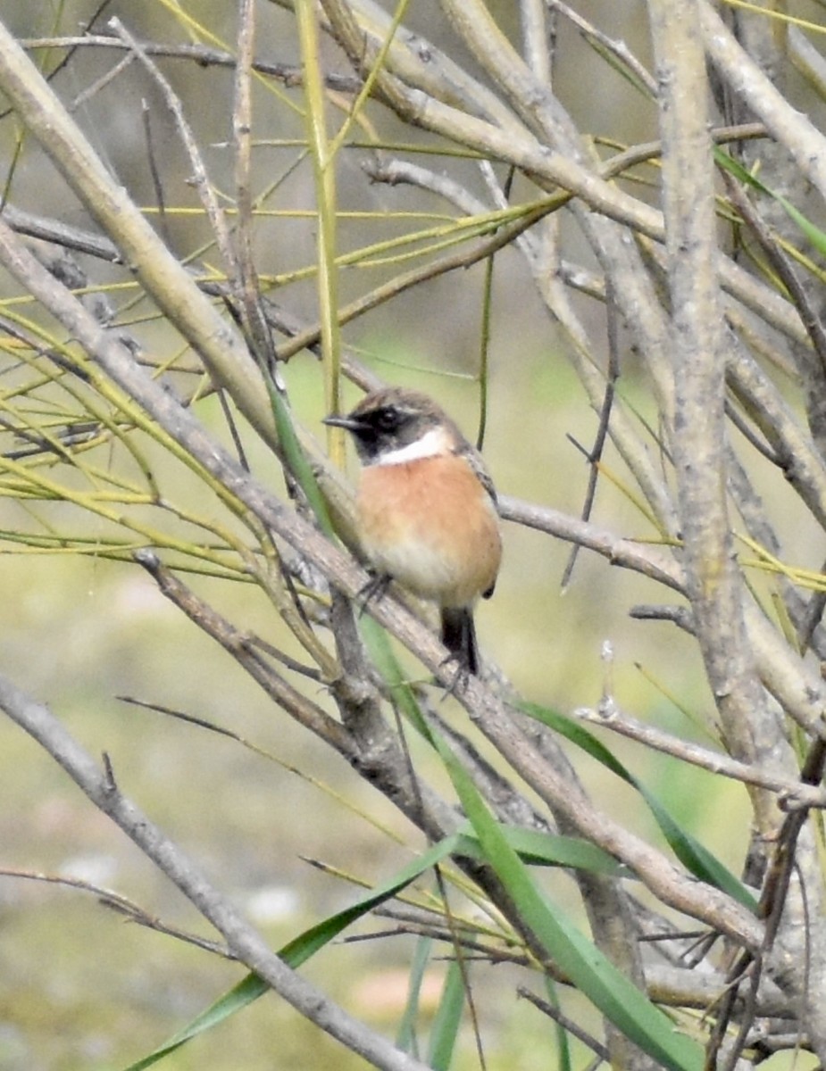 European Stonechat - ML647905678
