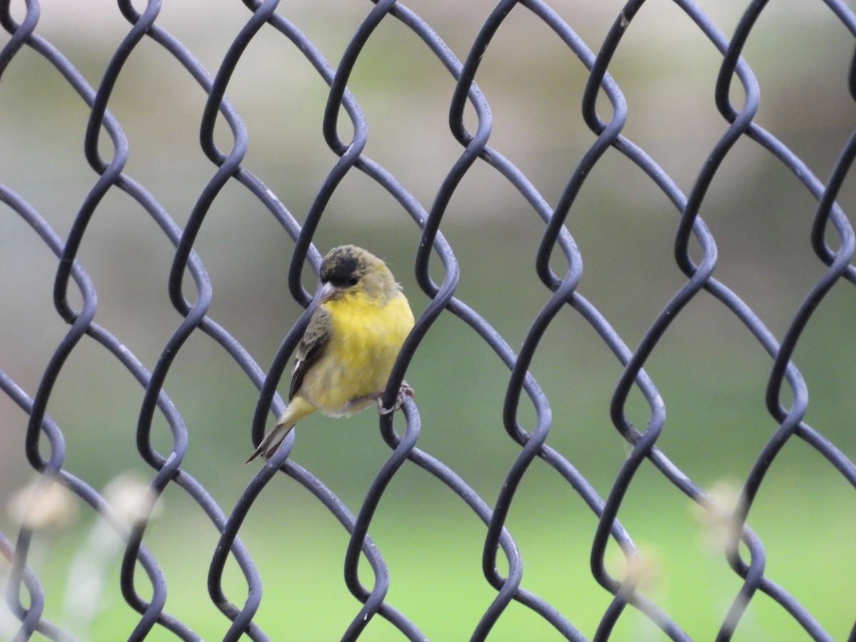 Lesser Goldfinch - ML647905679