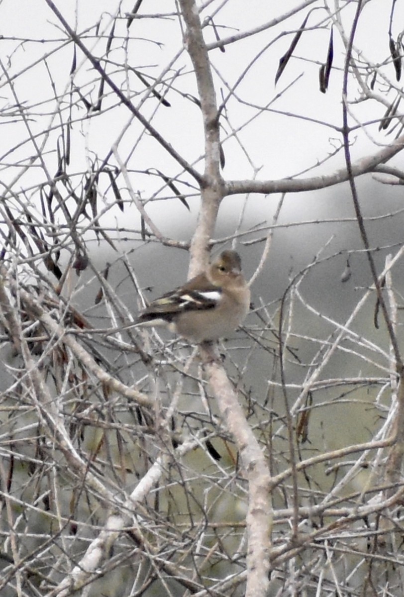 Pinson des arbres - ML647905681