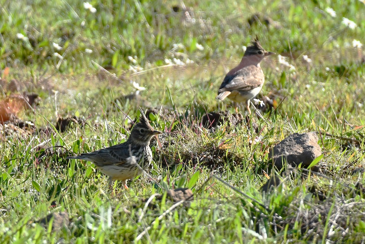 Thekla's Lark - ML647905684