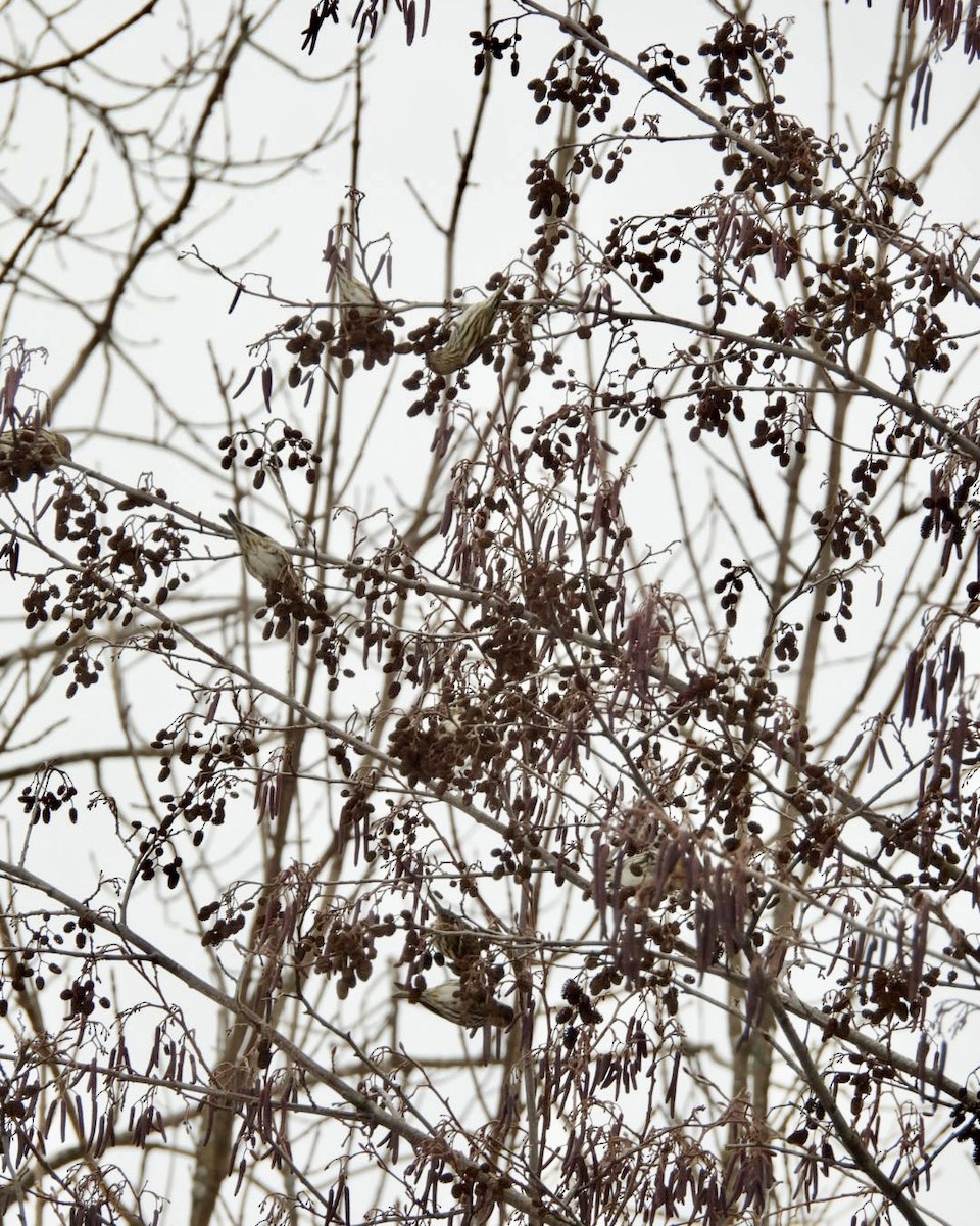 Pine Siskin - ML647905688