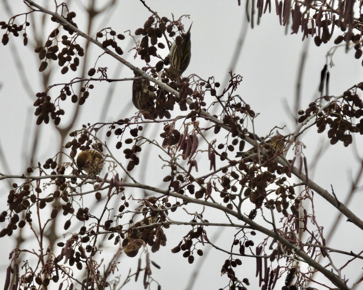 Pine Siskin - ML647905689