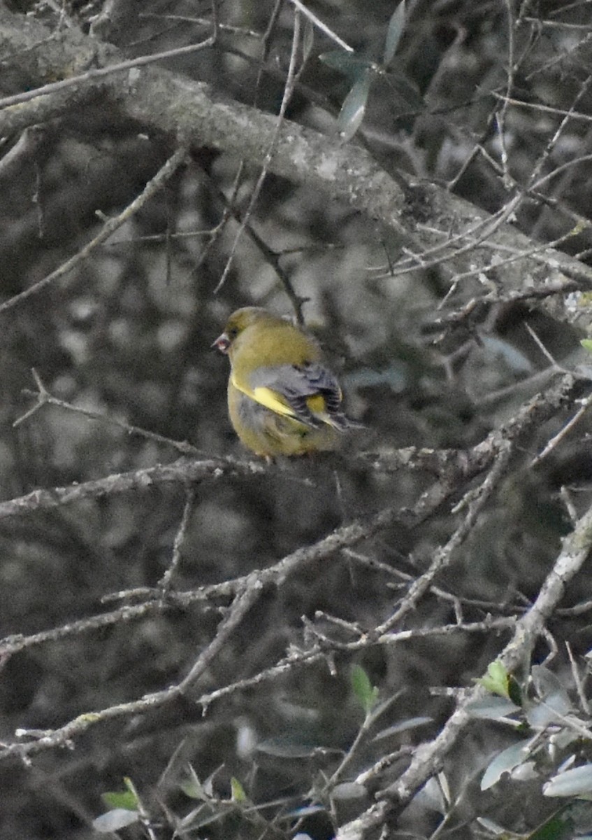 European Greenfinch - ML647905690