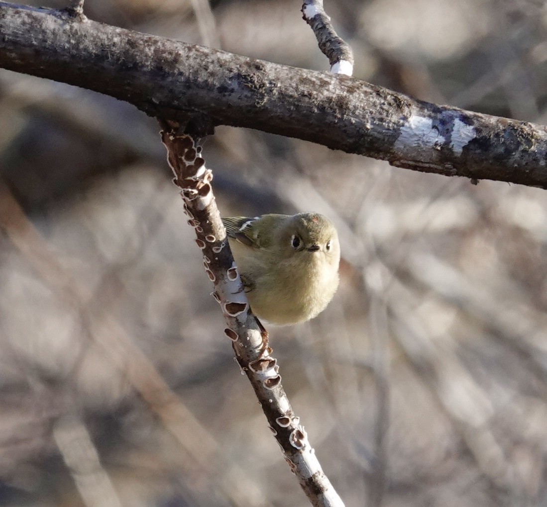 králíček americký - ML647905731