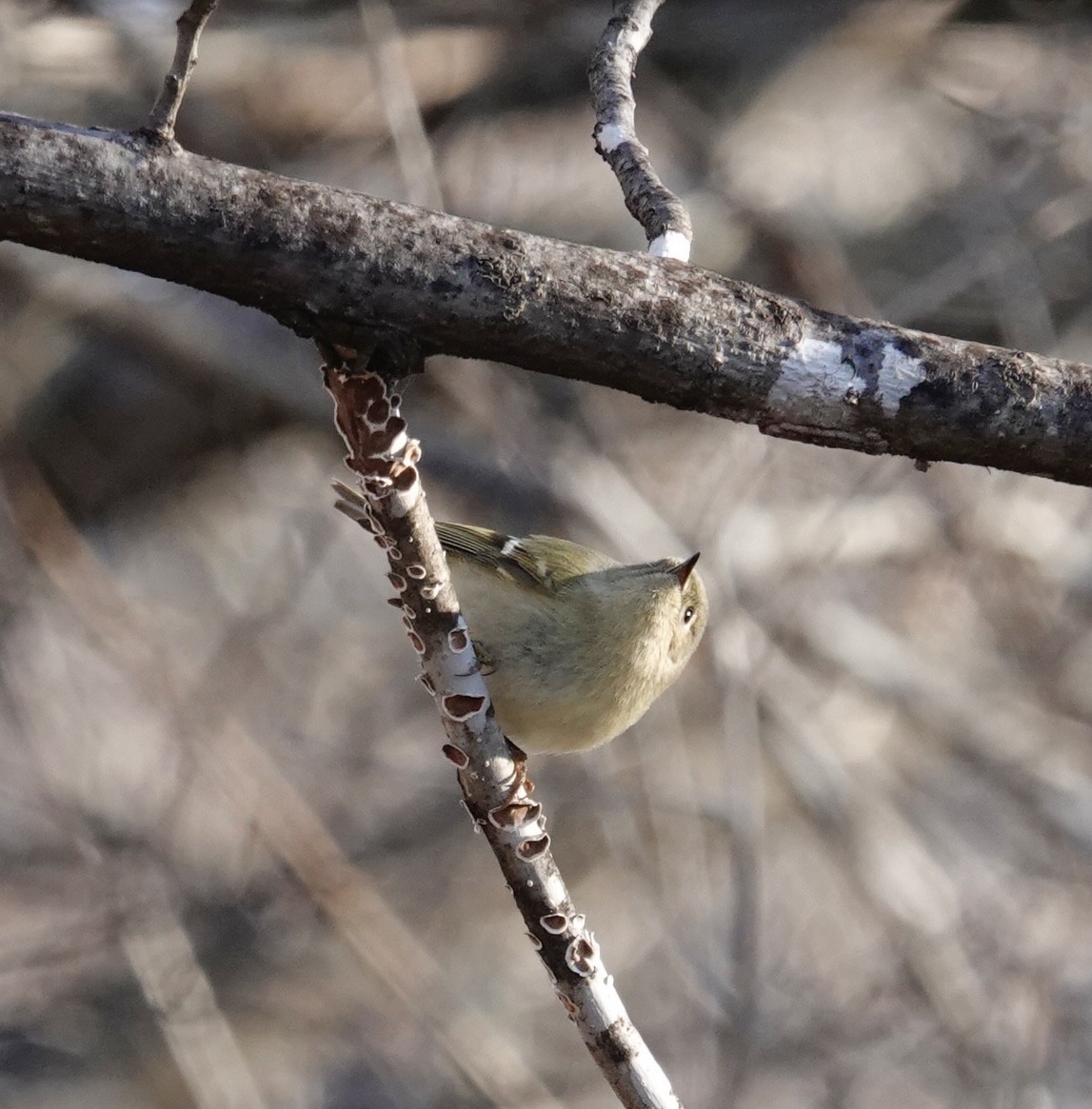 králíček americký - ML647905732