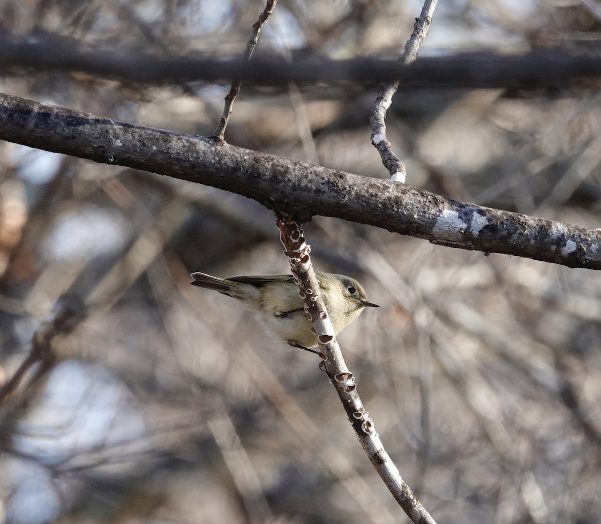 králíček americký - ML647905733