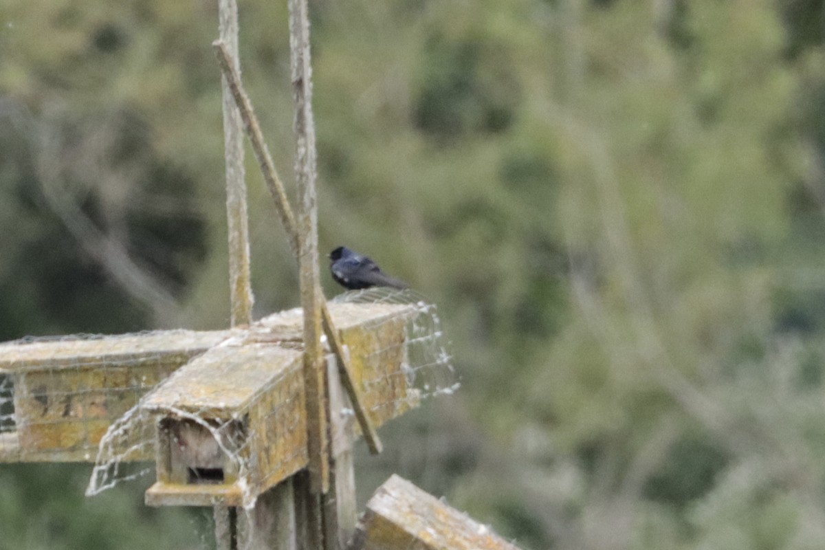 Purple Martin - ML647905769