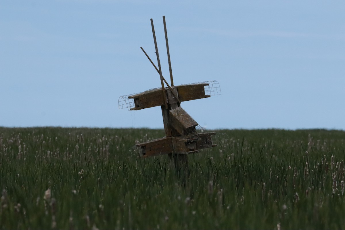 Purple Martin - ML647905770