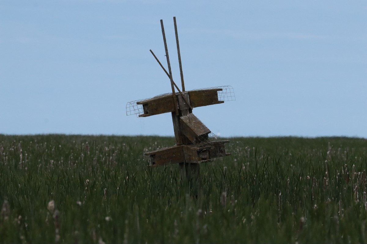 Purple Martin - ML647905771