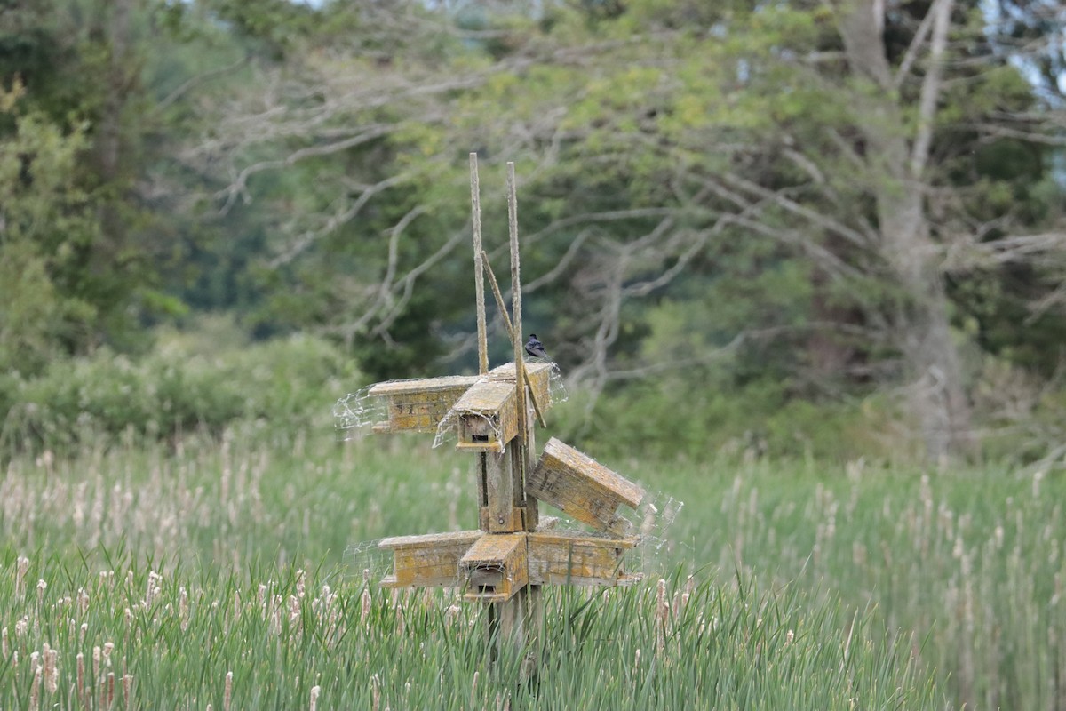 Purple Martin - ML647905772