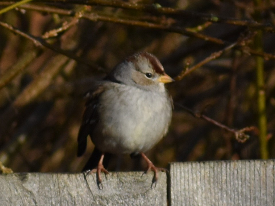 strnadec bělopásý - ML647905790