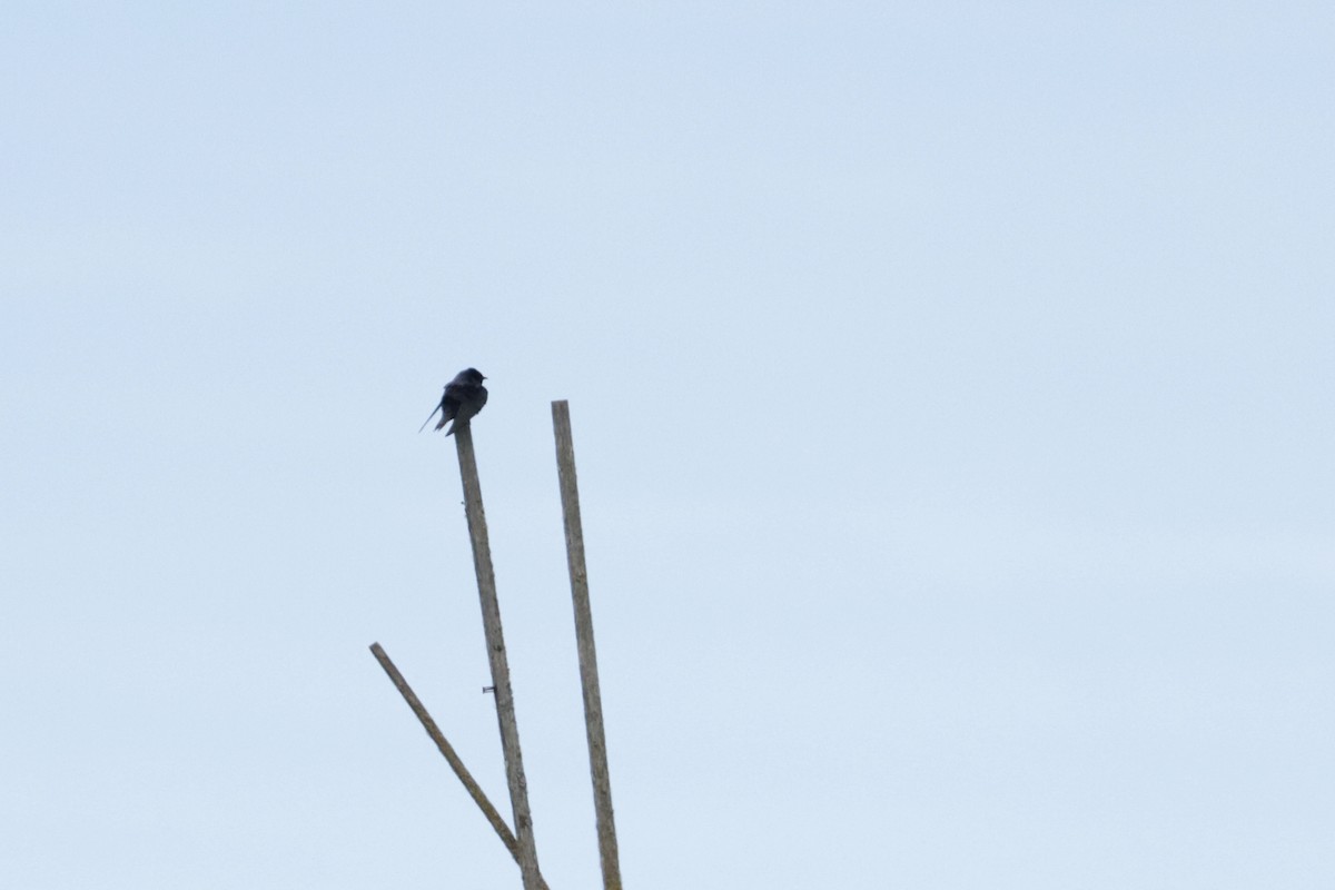 Purple Martin - ML647905809