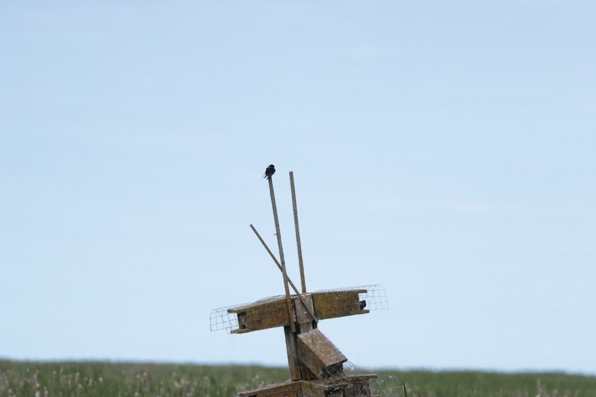 Purple Martin - ML647905810