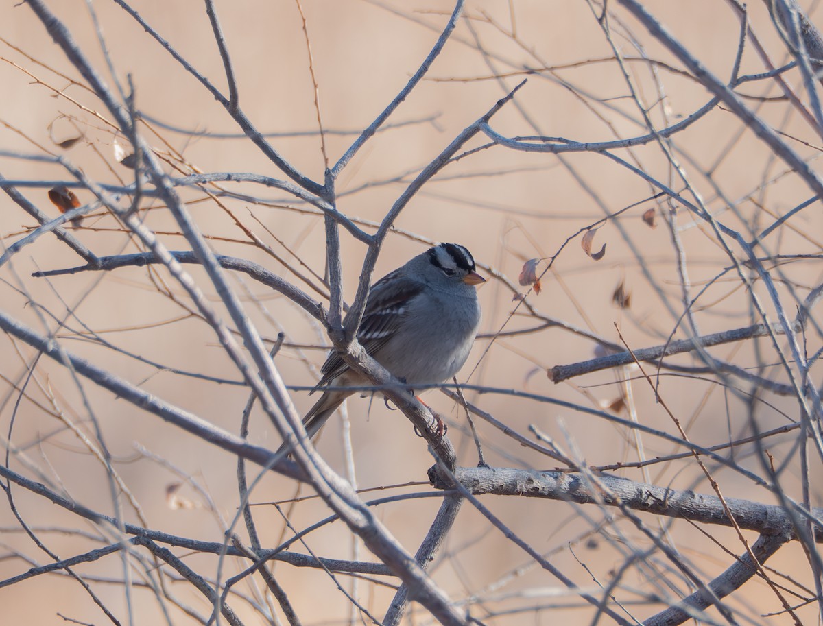 strnadec bělopásý - ML647905921