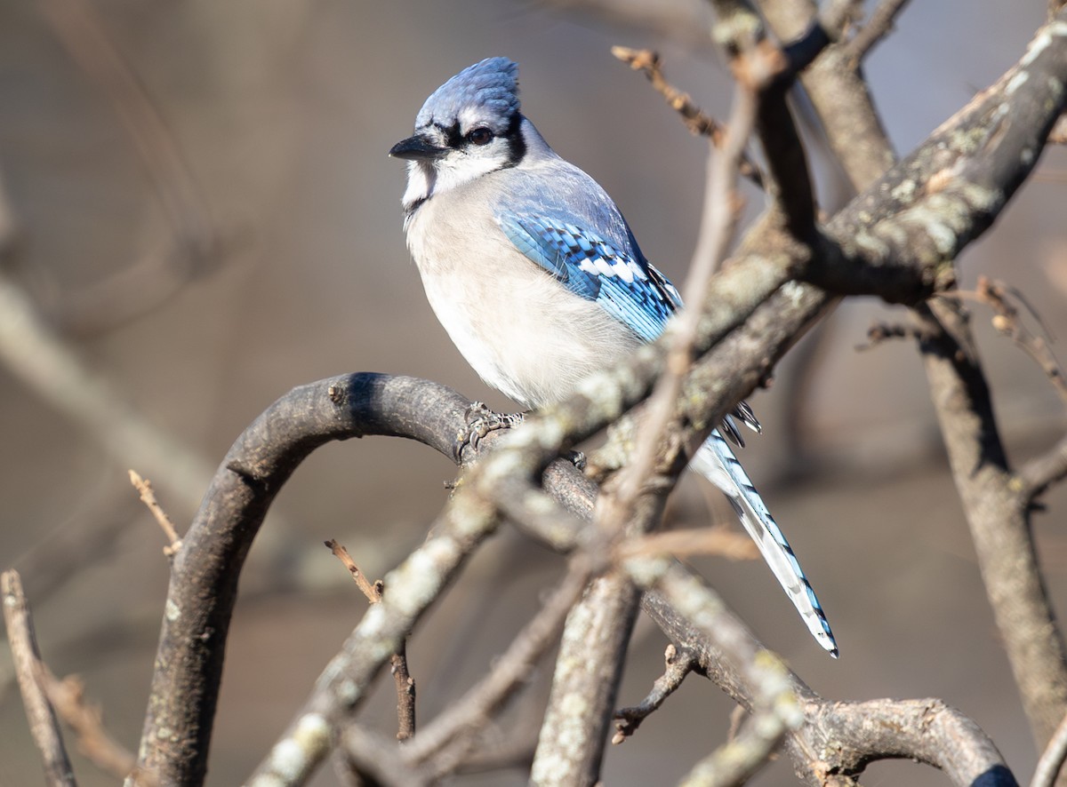Blue Jay - ML647905941