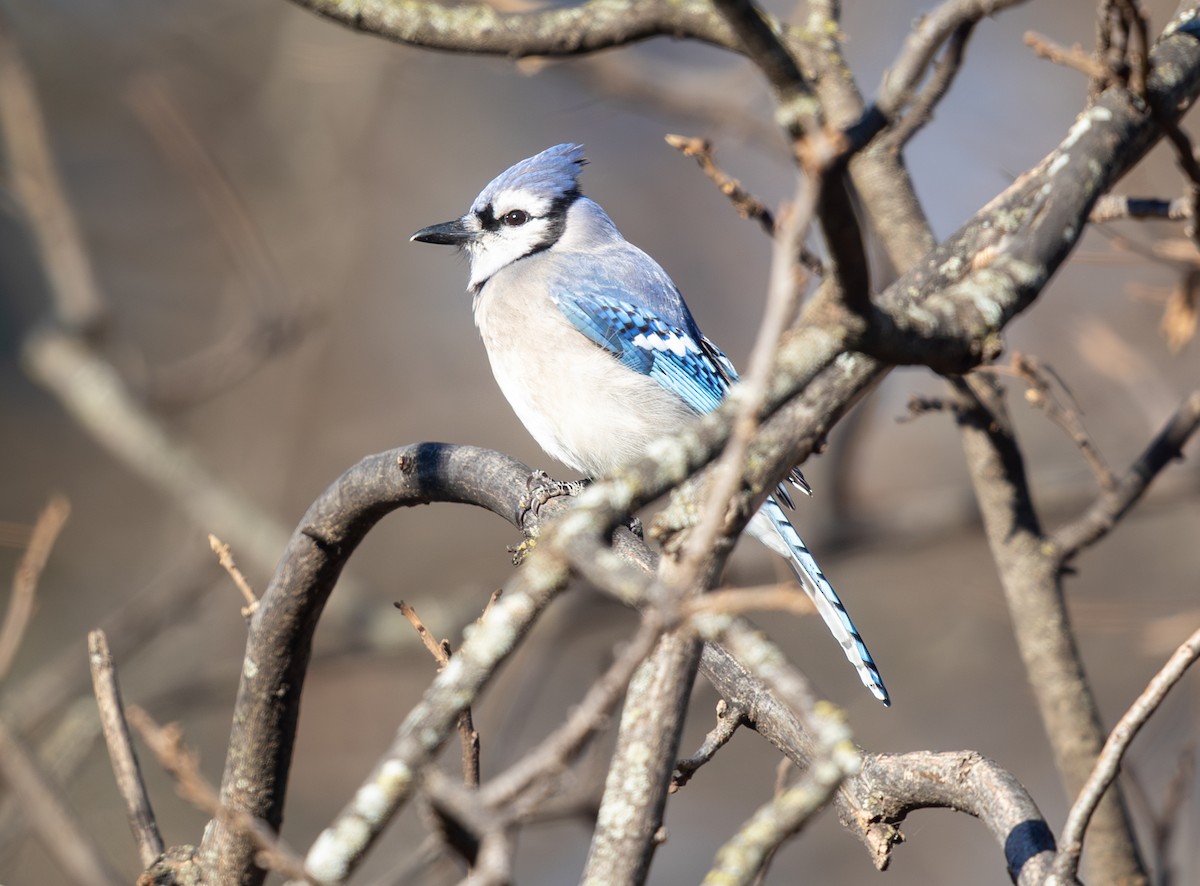 Blue Jay - ML647905942