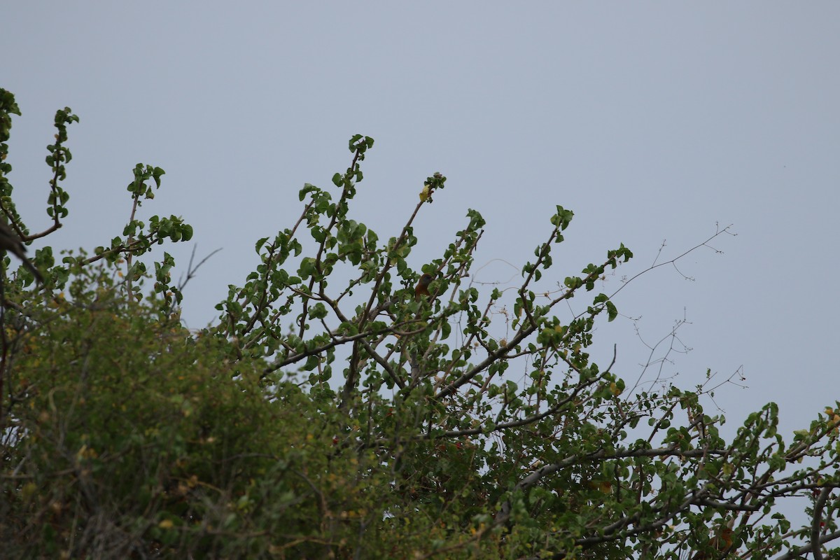 Lazuli Bunting - ML647905959