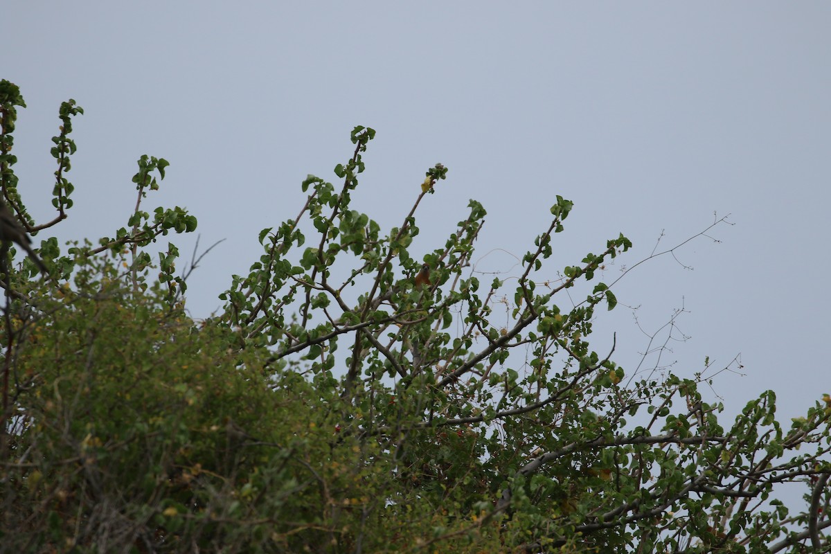 Lazuli Bunting - ML647905961
