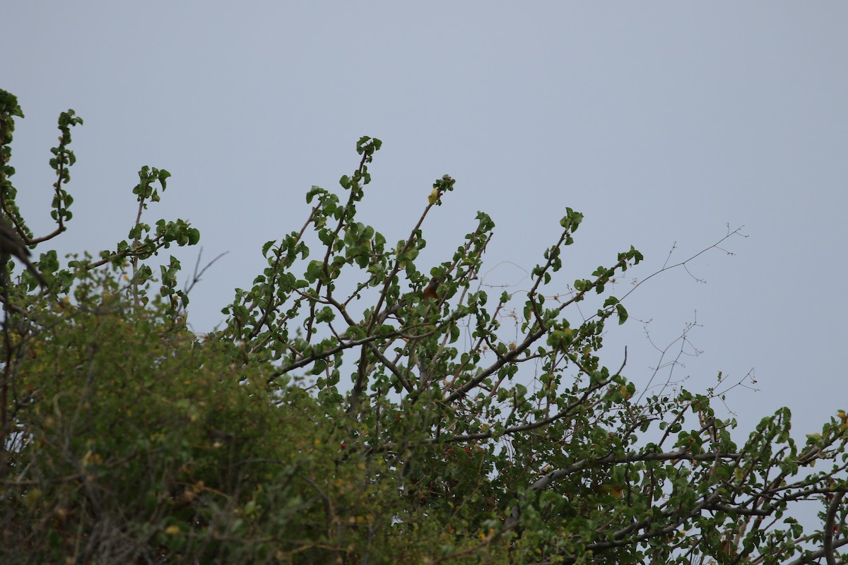 Lazuli Bunting - ML647905962