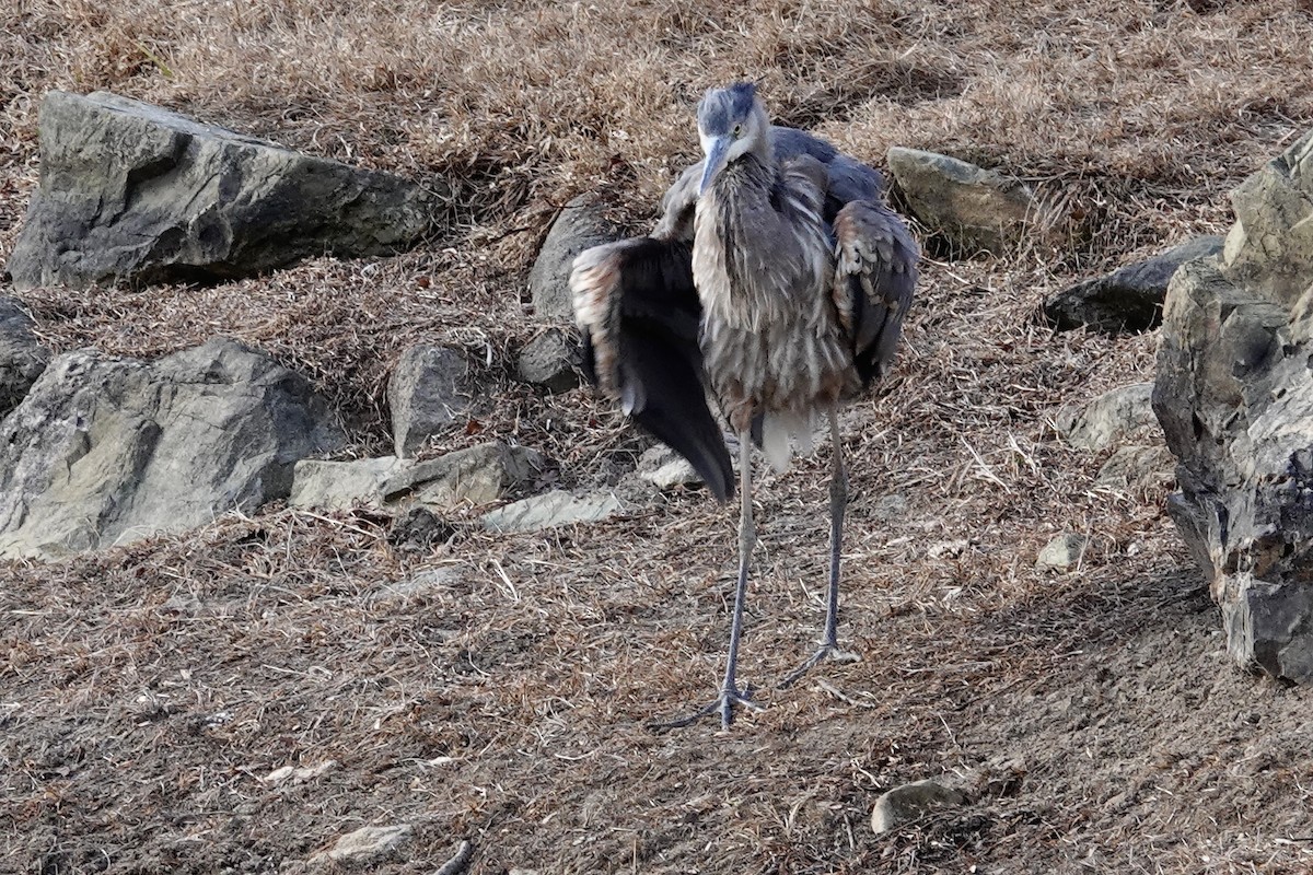 Great Blue Heron - ML647905963