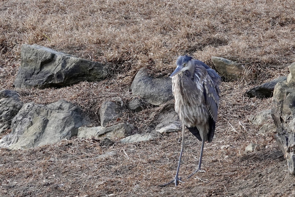 Great Blue Heron - ML647905964