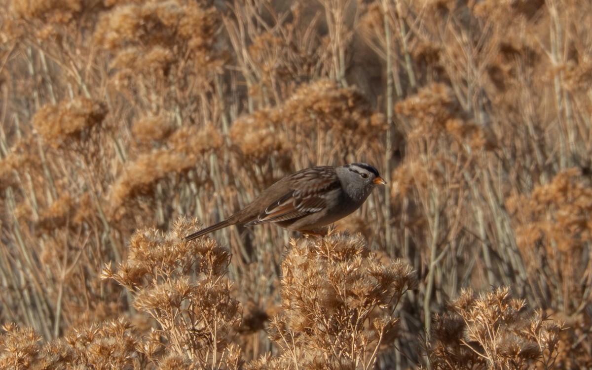 White-crowned Sparrow - ML647905966