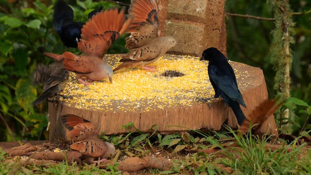 ケアシスズメバト - ML647905976