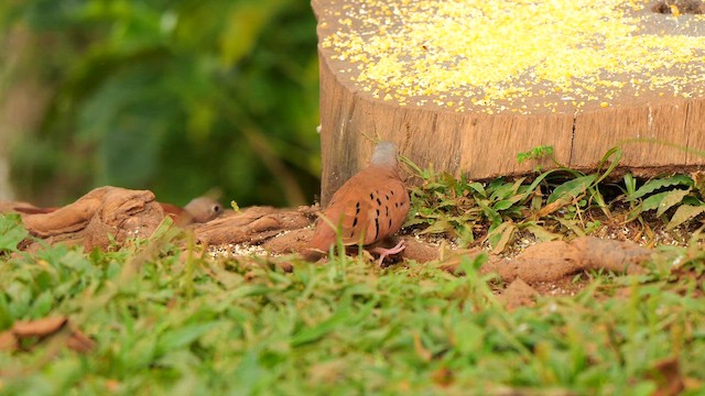 ケアシスズメバト - ML647905978