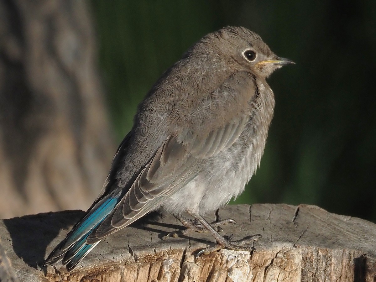 Mountain Bluebird - ML647905983