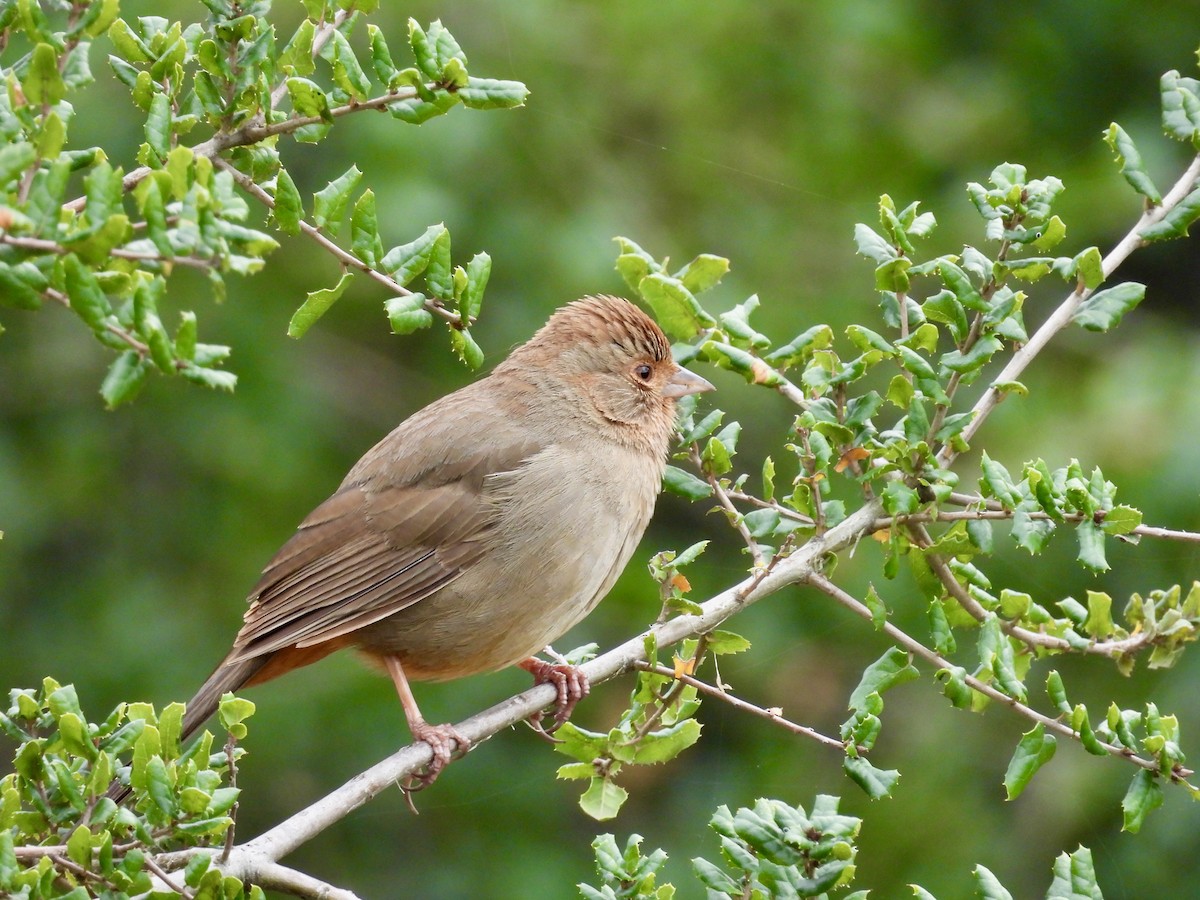 California Towhee - ML647905985