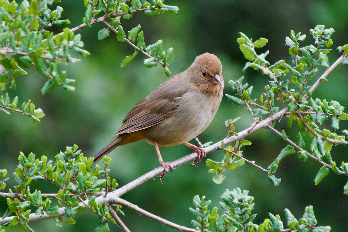 California Towhee - ML647905986