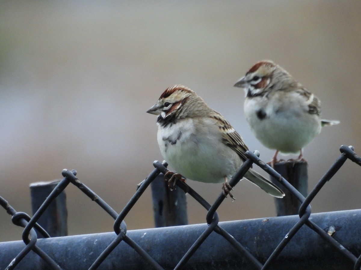 Lark Sparrow - ML647905987