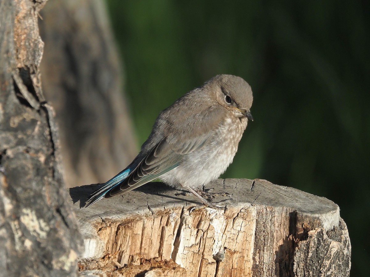 Mountain Bluebird - ML647905988