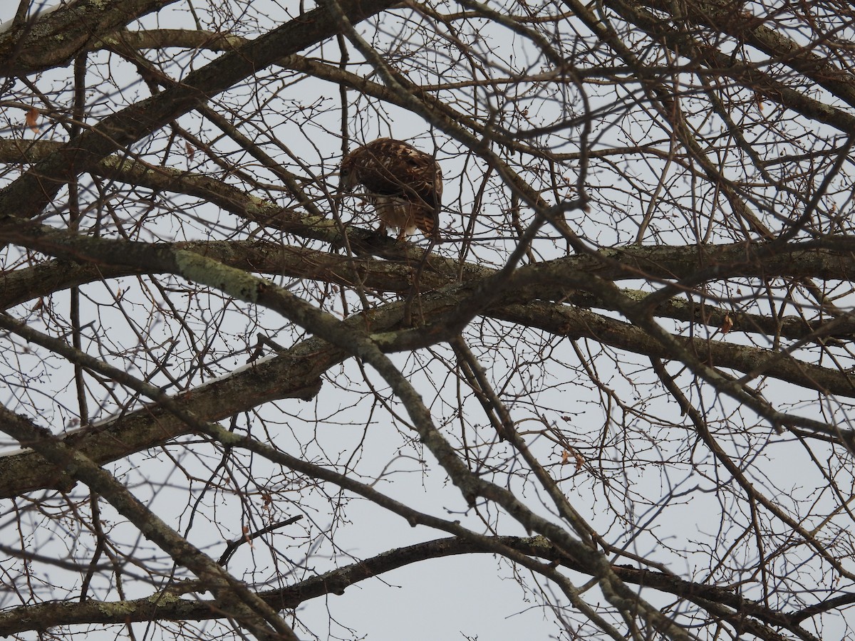 Red-tailed Hawk - ML647905989