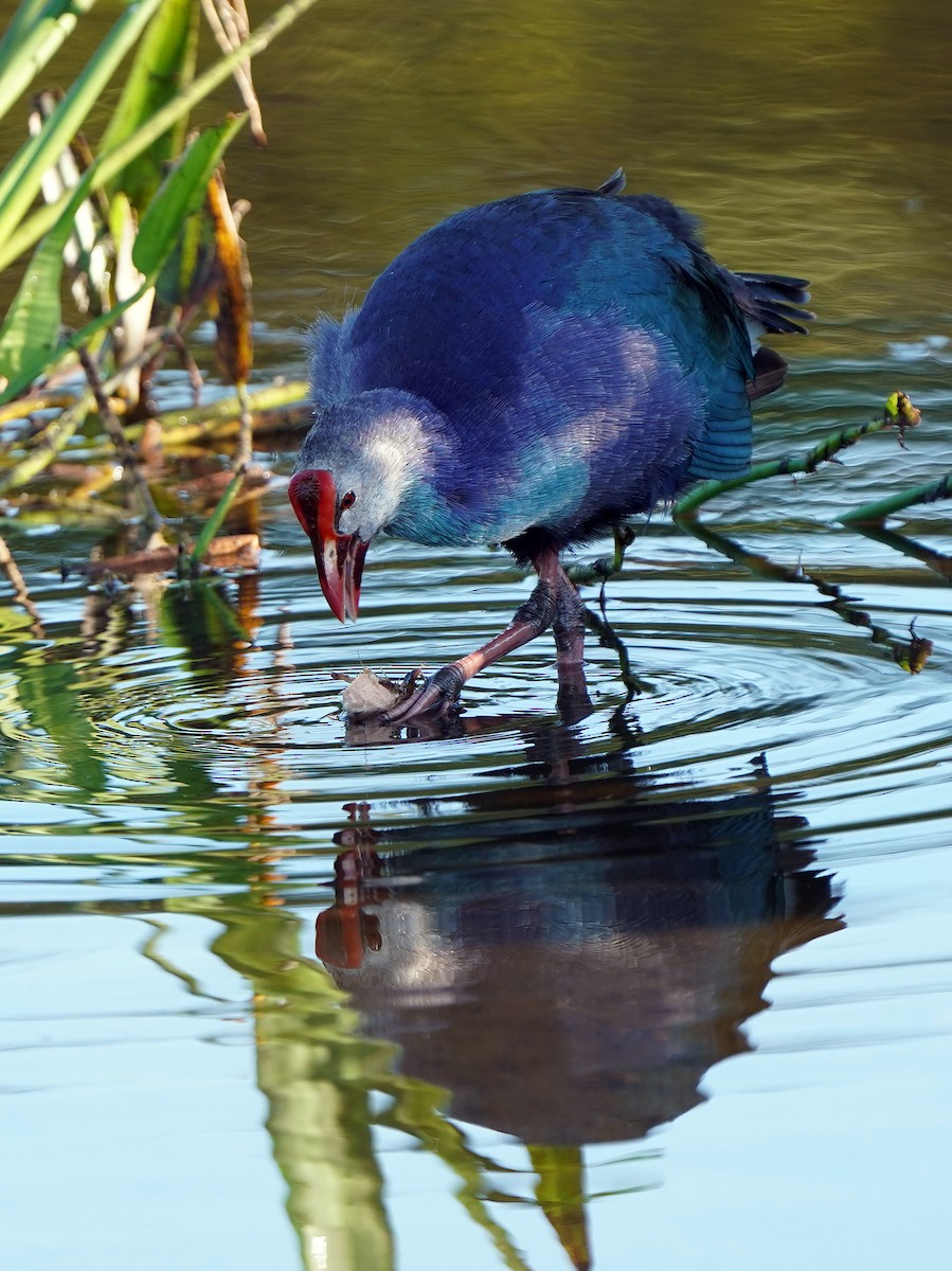 Gray-headed Swamphen - ML647905990