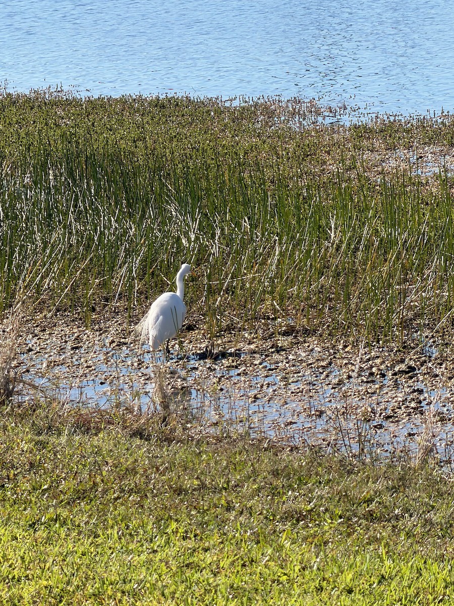 Great Egret - ML647905991