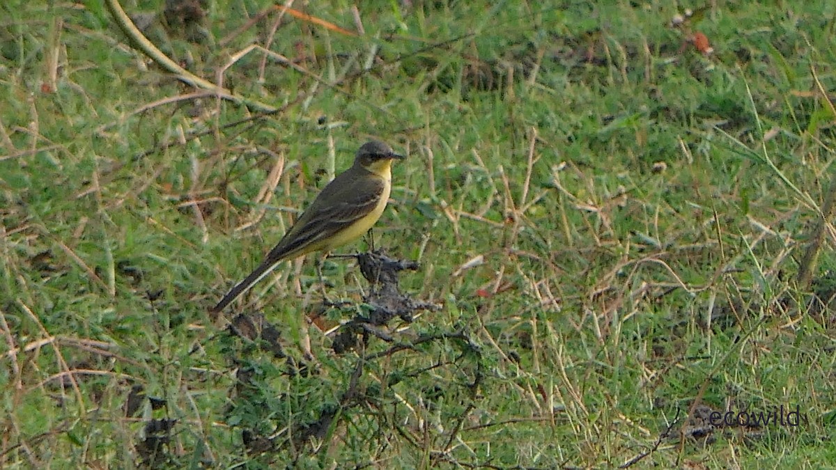 Eastern Yellow Wagtail - ML647905992