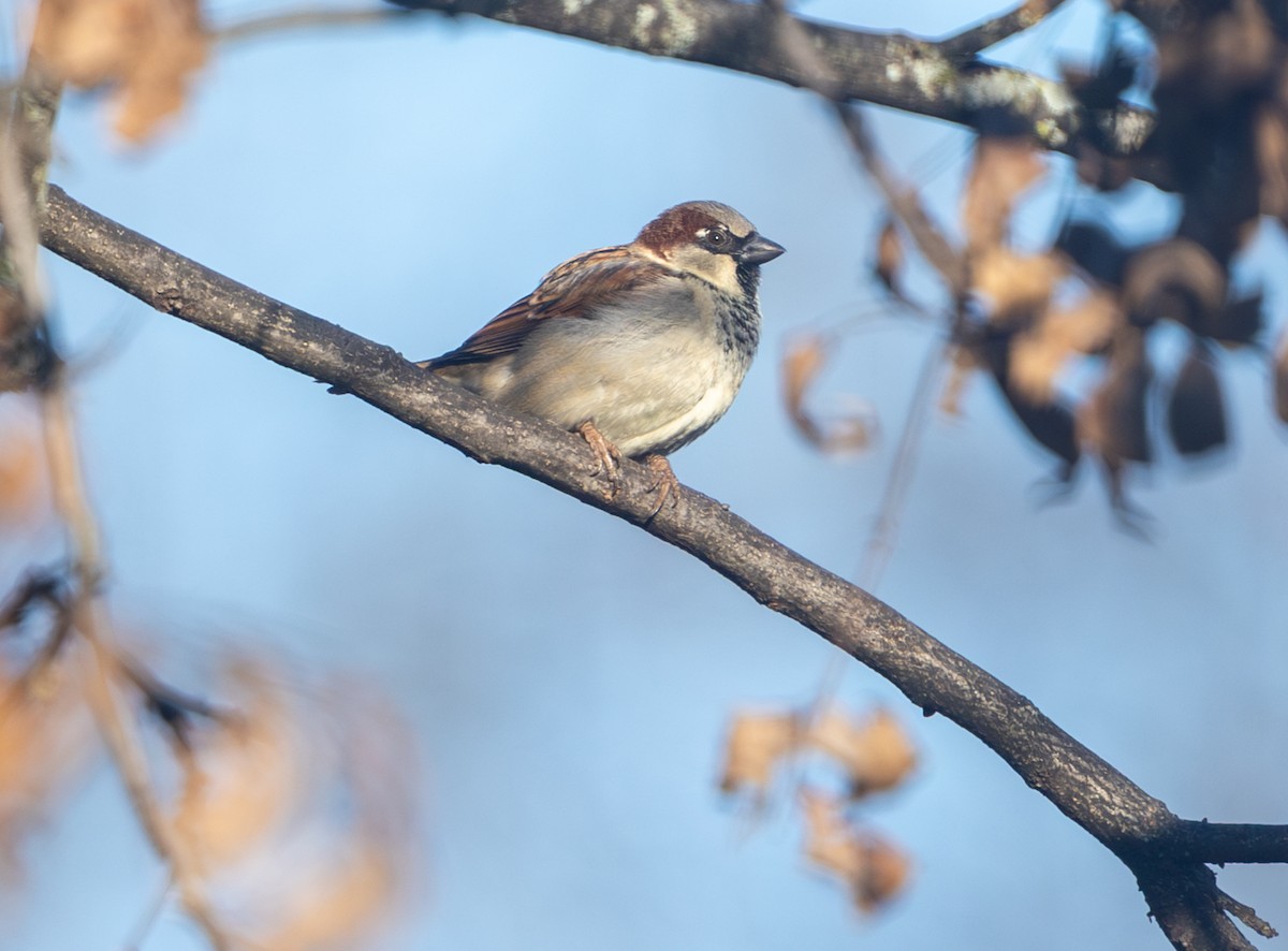 House Sparrow - ML647905993