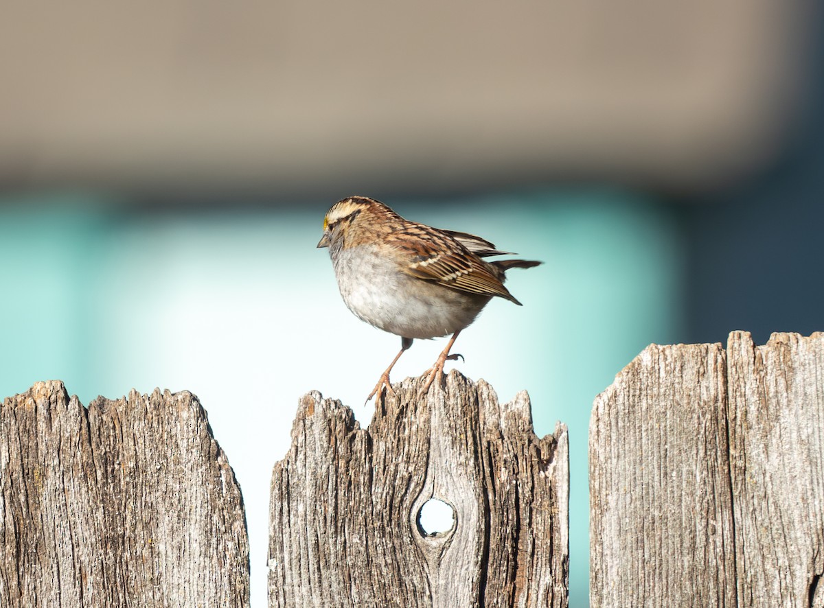 White-throated Sparrow - ML647905994