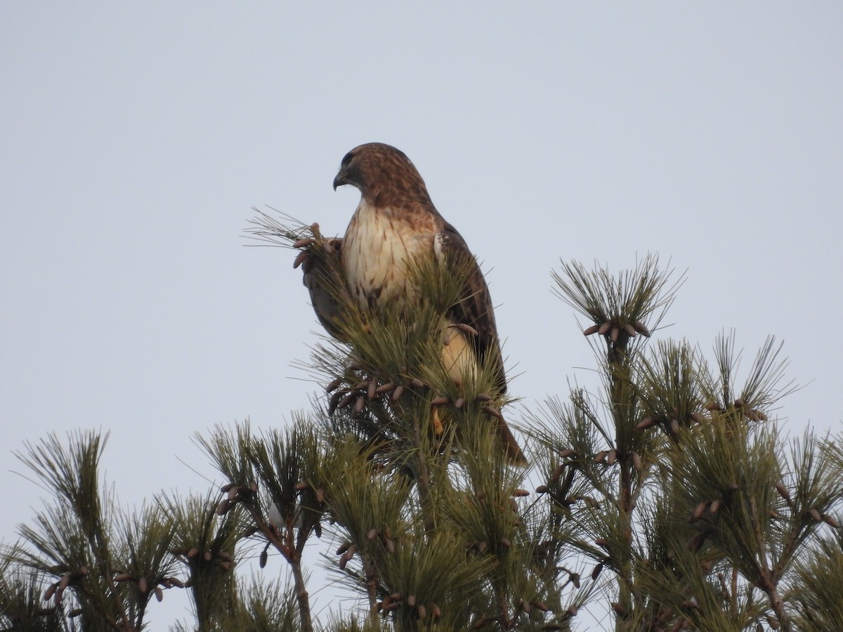 Red-tailed Hawk - ML647905995