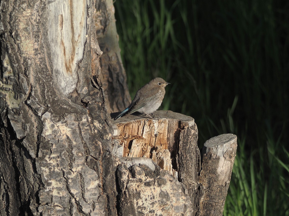 Mountain Bluebird - ML647905996