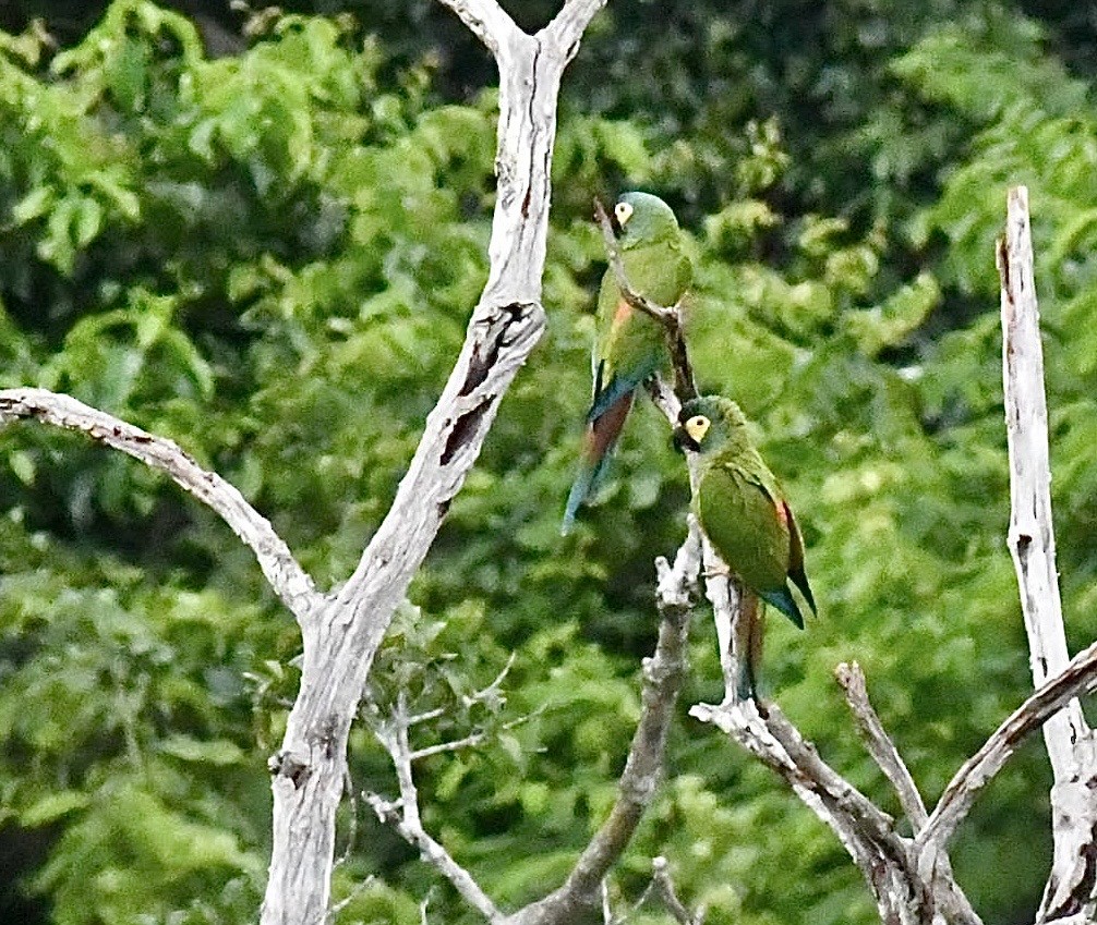 Blue-winged Macaw - ML647905997