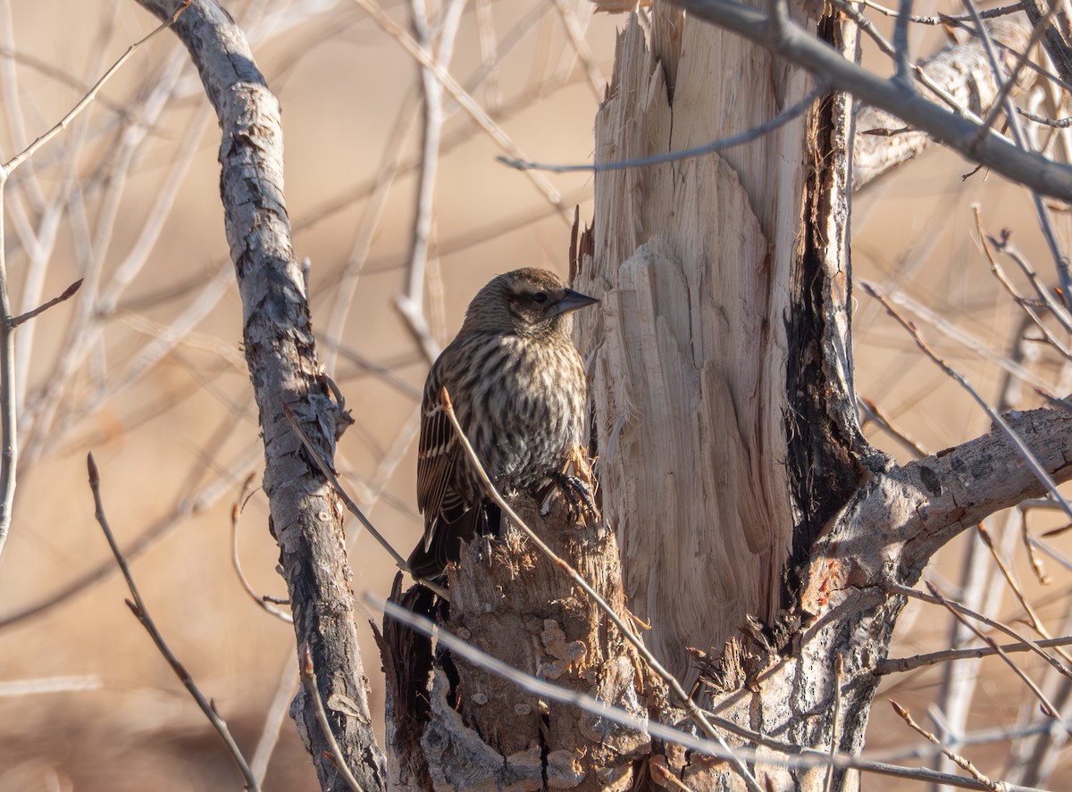 Red-winged Blackbird - ML647905998
