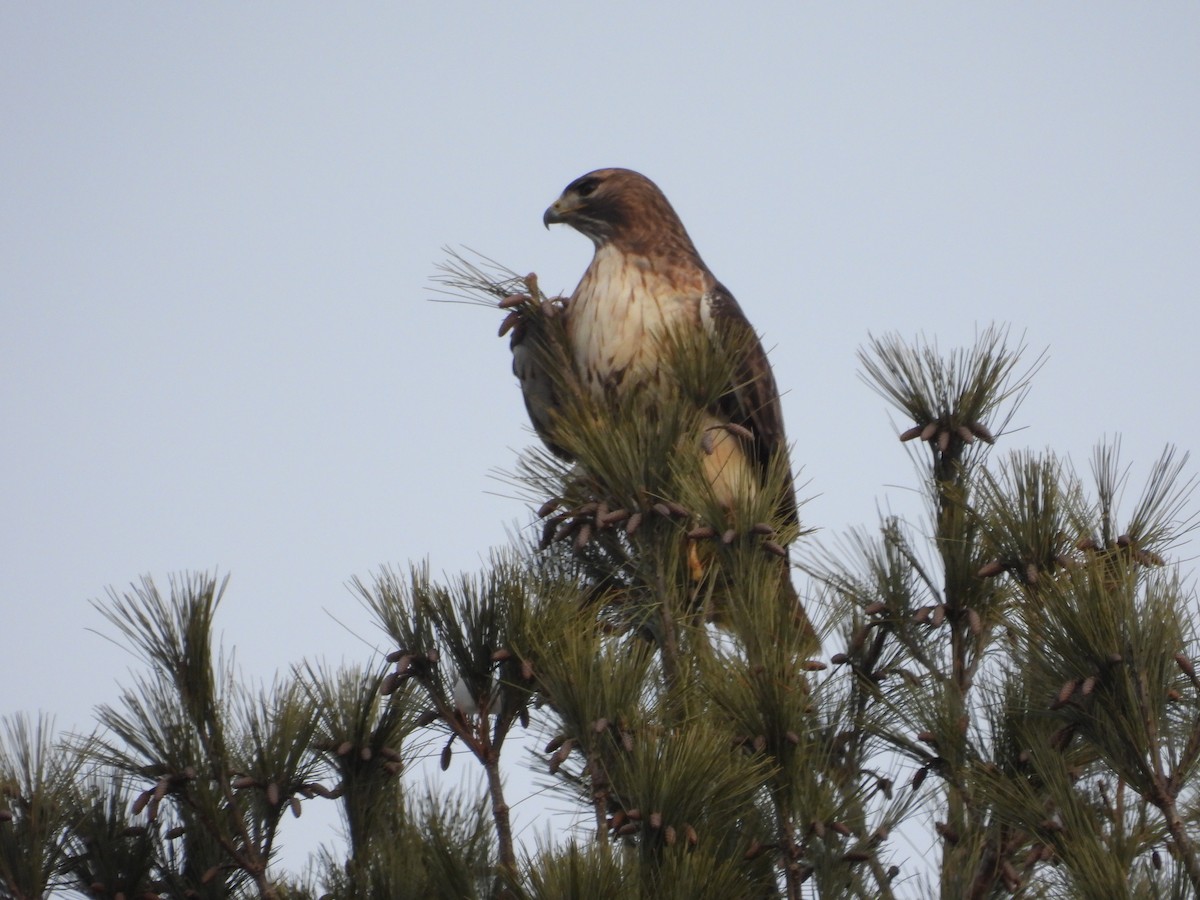 Red-tailed Hawk - ML647905999