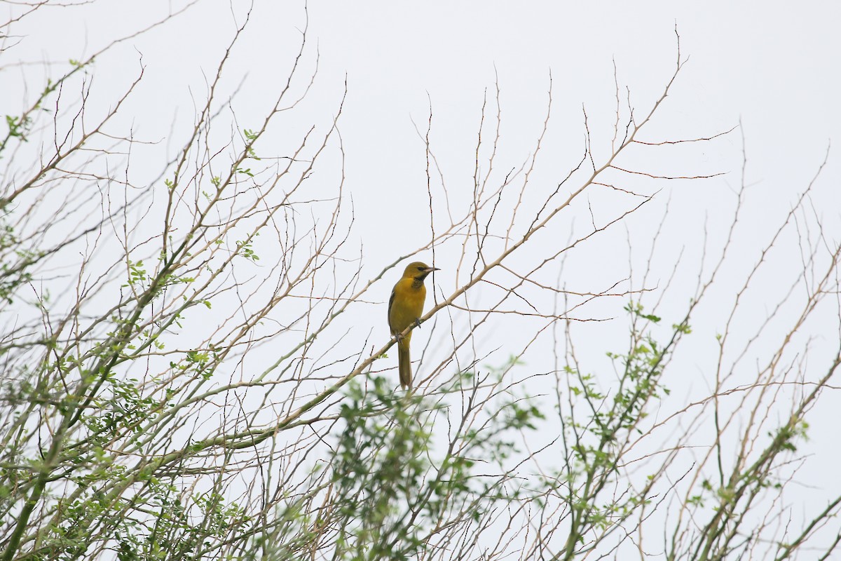 Hooded Oriole - ML647906001
