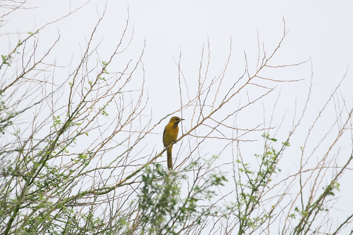Hooded Oriole - ML647906002